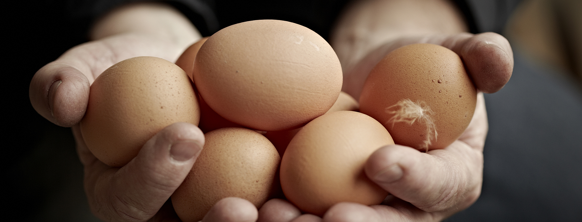 OLIKA URSPRUNG OCH INHYSNINGSSYSTEM 